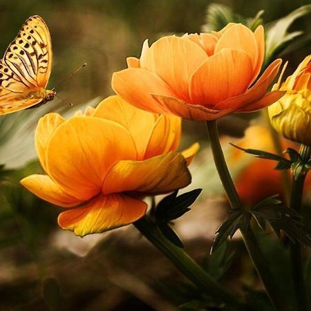 Къща За Гости Вълчеви Несебър Ngoại thất bức ảnh
